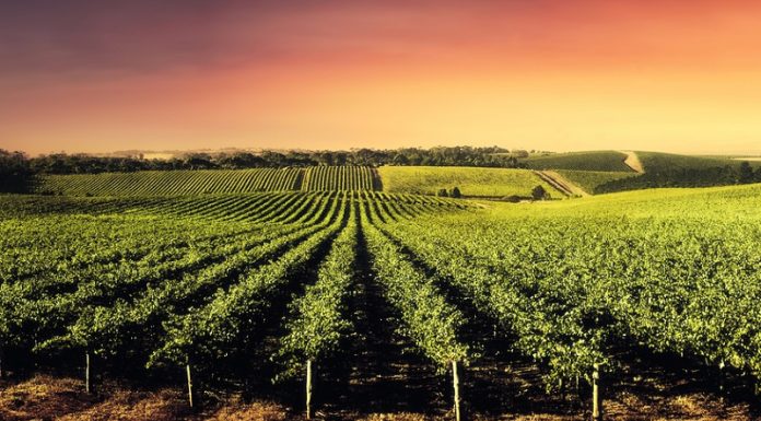 მთავრობა წელს საფერავის ჯიშის ყურძნის სუბსიდირებას აღარ მოახდენს