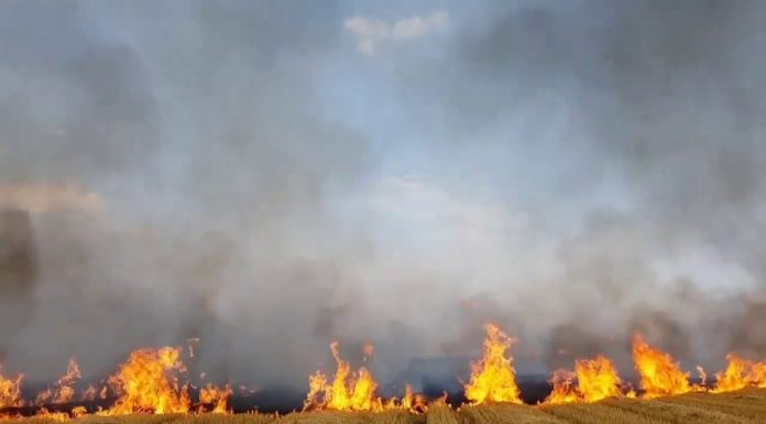 შირაქის ველზე უმართავი ხანძრების შესაჩერებლად პარლამენტს ქარსაფარი ზოლების შესახებ კანონის სასწრაფოდ მიღებას სთხოვენ