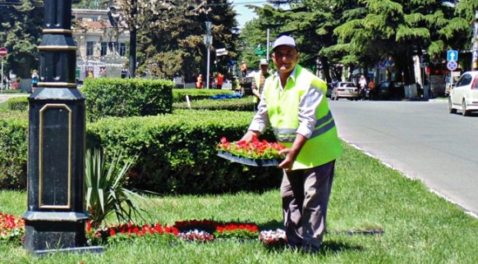 “სკვერებში დარგულ ყვავილებს იპარავენ” – გორის მერია
