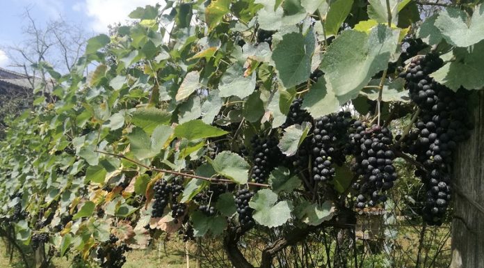 მარტვილის სოფელ ნახუნაოში უძველესი კოლხური ვაზის აღდგენა დაიწყეს