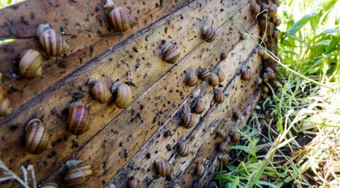 ხობის სოფელ ახალ ხიბულაში ლოკოკინების ფერმა ამოქმედდა