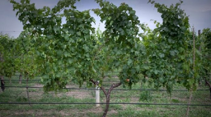 СNN – როგორ გადაურჩა ქართული მეღვინეობა დავიწყებას