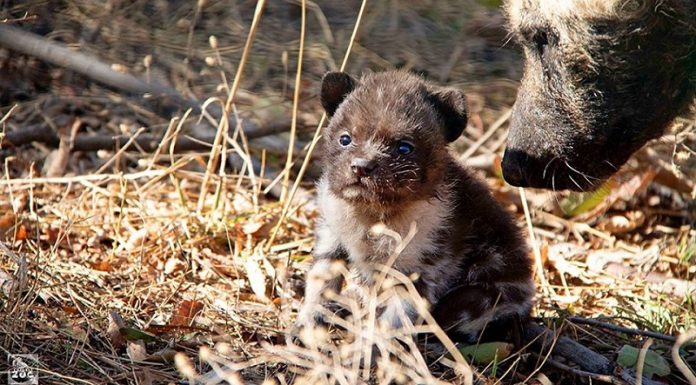 თბილისის ზოოპარკს ახალი ბინადარი – აფრიკული მოხატული ძაღლი შეემატა