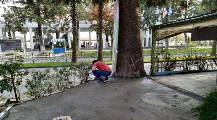 დაჯარიმდა კომპანია, რომელმაც ბათუმში ტროტუარი, გაზონი და ხე ჩააბეტონა