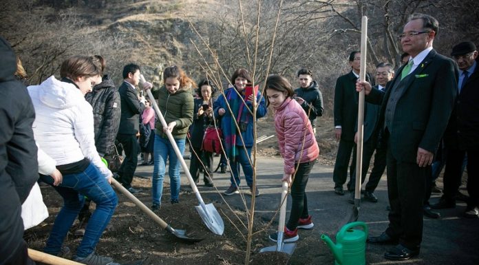 თბილისის ბოტანიკურ ბაღში 100 ძირი საკურა დაირგო