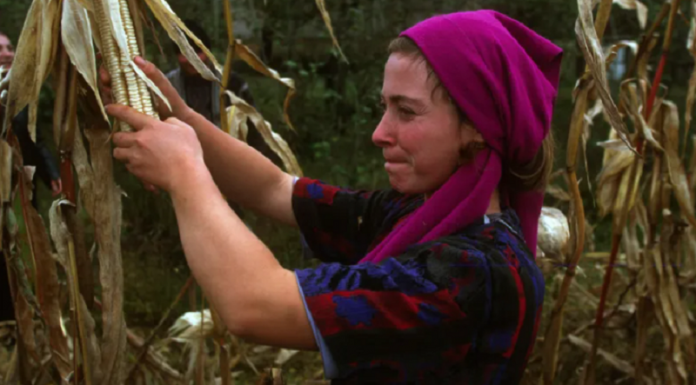 UNDP-ს მხარდაჭერით 6 რეგიონიდან მიკრო და მცირე მეწარმე ქალებისთვის საკონკურსო განაცხადების მიღება იწყება