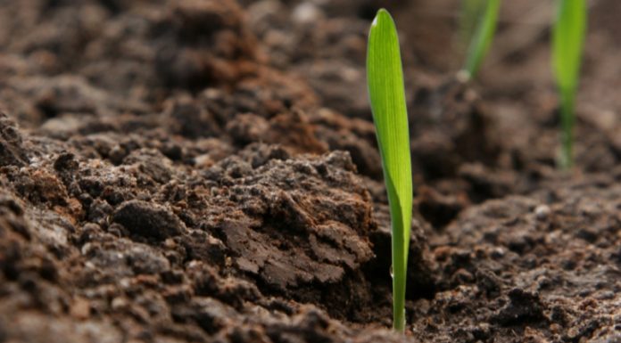 ხანიშვილი: სახელმწიფო პროგრამა „დანერგე მომავალი“ მომავალ წლებშიც გაგრძელდება – პროგრამის ბიუჯეტი 10 მილიონით იზრდება