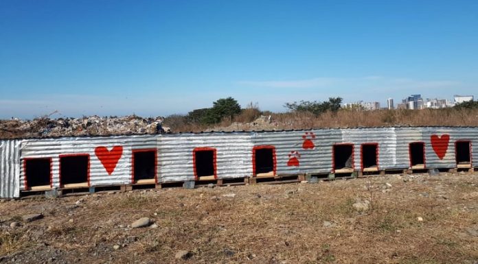 ბათუმის ნაგავსაყრელზე მიტოვებულ ძაღლებს სახლები აუშენეს