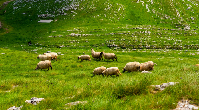 მეხუთე ეტაპად გამოქვეყნებული საძოვრების იჯარით აღების მსურველთა განცხადების მიღება დაიწყო