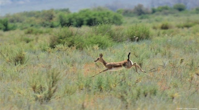 საქართველოში პირველი სახელობითი დაცული ტერიტორია შეიქმნა